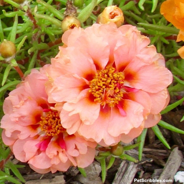 Portulaca Stud